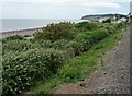 ST0143 : Bushes on the shingle, west of Blue Anchor by Christine Johnstone