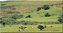  : Cattle, Squire's Hill, Belfast (August 2014) by Albert Bridge