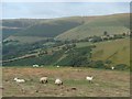 SO0081 : Grazing above the Nant Feinion valley by Andrew Hill