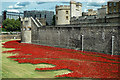 TQ3380 : Tower poppies by Ian Capper