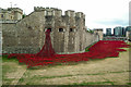 TQ3380 : Tower poppies by Ian Capper