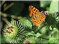 SE7043 : Comma on Burdock near Pool Hide by Pauline E