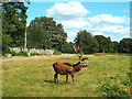 TQ1872 : Deer in Richmond Park by Malc McDonald