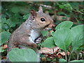 SX5149 : Grey Squirrel by Debbie J