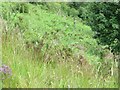 SN9571 : Fence in the ferns by Bill Nicholls