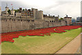 TQ3380 : Tower poppies by Richard Croft