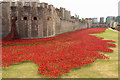 TQ3380 : Tower poppies by Richard Croft