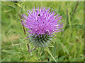 SK8839 : Thistle at A1 Service Area, Grantham, Lincolnshire by Christine Matthews