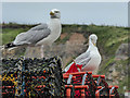 NZ8911 : Herring Gulls on Harbourside, Whitby by Christine Matthews