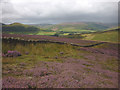 SD6648 : Heather moorland, Birkett Fell by Karl and Ali