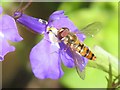 NT2470 : Marmalade hoverfly by M J Richardson