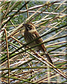 SE8291 : Reed bunting at Dundale Pond by Pauline E