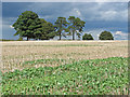 TQ0650 : Tree clump, Clandon Downs by Alan Hunt