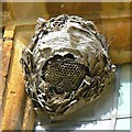 SP2429 : Wasps' nest and cobwebs, Chastleton House, Chastleton, Oxfordshire by Brian Robert Marshall