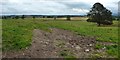 NS4987 : Field near Upper Gartness by Lairich Rig