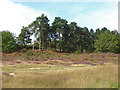 SU8450 : Lowland heath near Aldershot by Alan Hunt