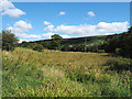 SE5793 : Rough vegetation beside River Seph by Trevor Littlewood