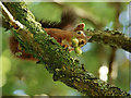 SD1399 : Red Squirrel at Forest How by Peter Trimming