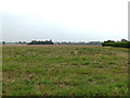 TM2899 : Fields off the B1332 Norwich Road by Geographer