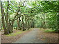 SU9585 : McAuliffe Drive, Burnham Beeches by Robin Webster