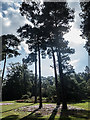 TQ0659 : Cyclamen under Pine Trees, Royal Horticultural Society Garden, Wisley by Christine Matthews