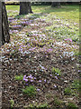 TQ0659 : Cyclamen under Pine Trees, Royal Horticultural Society Garden, Wisley by Christine Matthews