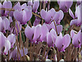 TQ0658 : Cyclamen under Pine Trees, Royal Horticultural Society Garden, Wisley by Christine Matthews