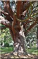 NN8590 : Old Scots pine, Glen Feshie by Jim Barton