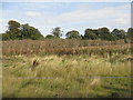 NT1672 : Giant Hogweed gone to seed by M J Richardson