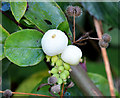 J4582 : Snowberries, Helen's Bay (September 2014) by Albert Bridge