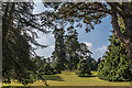 SY0785 : Pine Plantation, Bicton Park Botanical Garden, Devon by Christine Matthews