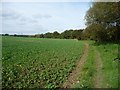 SE2823 : Arable crop alongside Hey Beck by Christine Johnstone