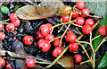 J3471 : Cotoneaster berries, Stranmillis, Belfast (October 2014) by Albert Bridge