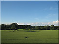 SK1509 : Field with two trees near Huddlesford by Stephen Craven