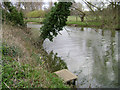 SP2965 : Leaning poplars, River Avon by Emscote Gardens, Warwick 2014, March 18, 16:28 by Robin Stott