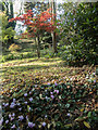 TQ2997 : Japanese Garden, Trent Park, Cockfosters, Hertfordshire by Christine Matthews