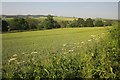 SU0731 : Wheat by the A30 by Derek Harper