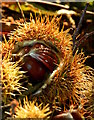 SU6474 : Fruit of the sweet chestnut tree, Sulham Wood, Berkshire by Edmund Shaw