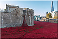 TQ3380 : Tower of London and The Shard, London by Christine Matthews