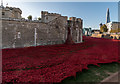 TQ3380 : Poppies by the Tower, London by Christine Matthews