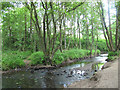 SJ9960 : River Churnet in summer by Stephen Craven