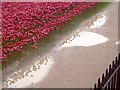 TQ3380 : Poppies and puddles in the Tower of London moat by Fly