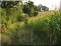 SP2079 : Footpath on the headland of a maize field, Walsal End by Robin Stott