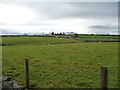  : Sheep pasture between Low Lane and Kit Lane by Christine Johnstone