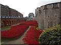 TQ3380 : Poppies at the Tower of London by Paul Bryan