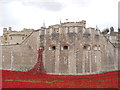 TQ3380 : Poppies at the Tower of London by Paul Bryan