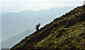 NY2418 : Lone tree on mountain slope by Trevor Littlewood