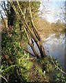 SP2965 : Leaning willows, River Avon by Emscote Gardens, Warwick 2013, December 28 by Robin Stott