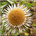 NO6952 : Carline Thistle (Carlina vulgaris) by Anne Burgess