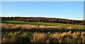 NZ0844 : Woodburn Plantation across field with rushes by Trevor Littlewood